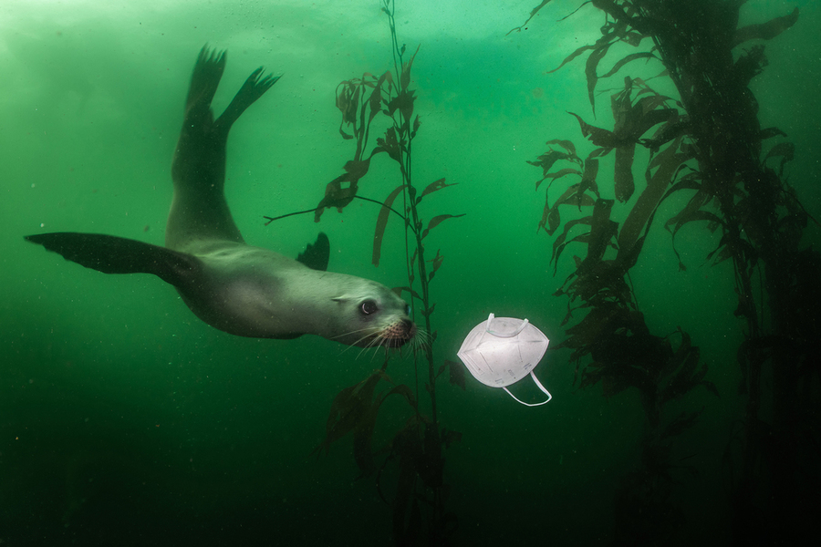 California sea lion (Zalophus californianus) playing wiht KN95 mask in Monterey, CA.